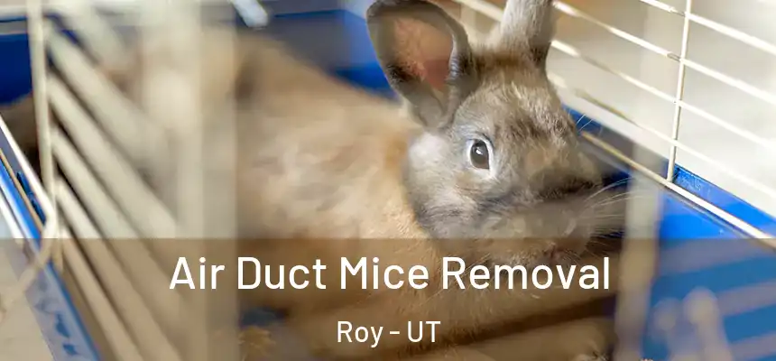 Air Duct Mice Removal Roy - UT