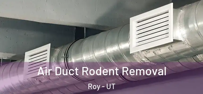 Air Duct Rodent Removal Roy - UT